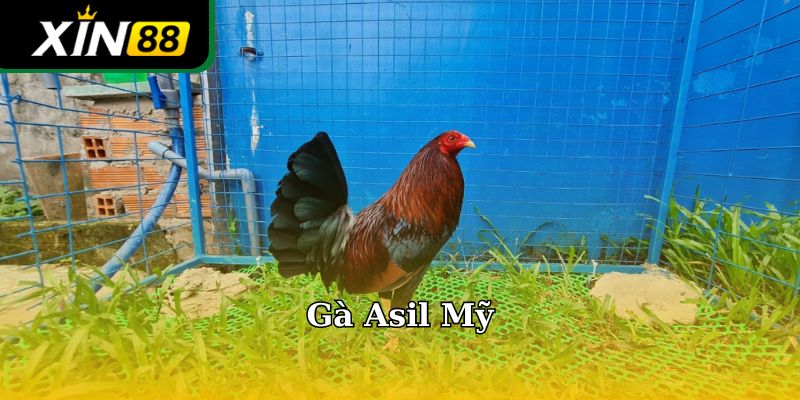 Gà Asil Mỹ