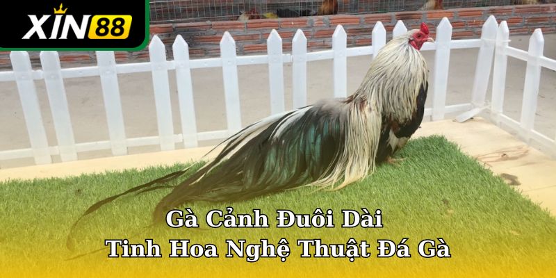 Gà cảnh đuôi dài