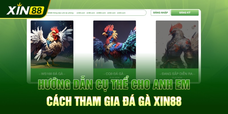 Hướng dẫn cụ thể cho anh em cách tham gia đá gà Xin88