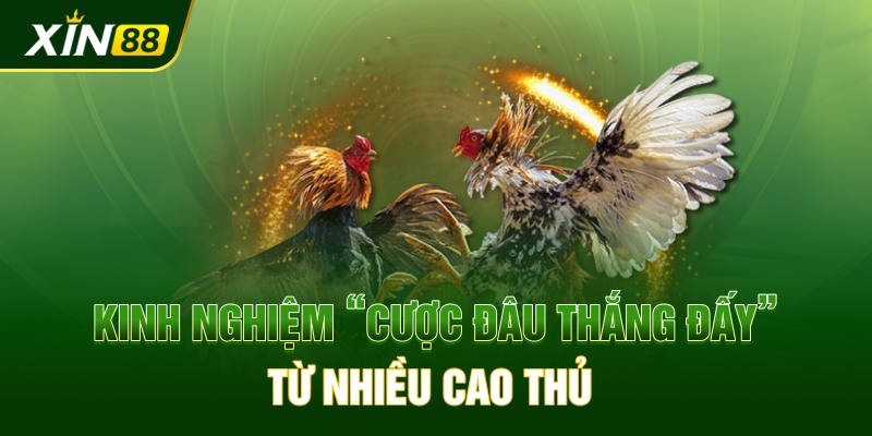 Kinh nghiệm “cược đâu thắng đấy” từ nhiều cao thủ 