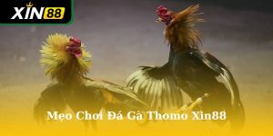 mẹo chơi đá gà thomo Xin88