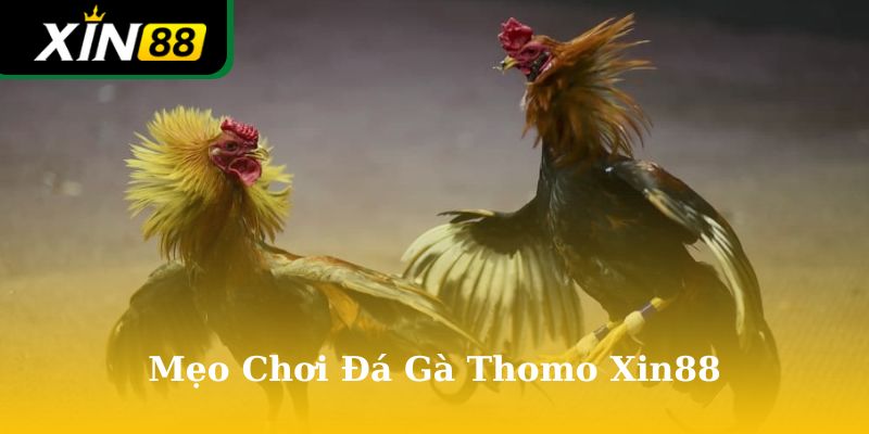 mẹo chơi đá gà thomo Xin88